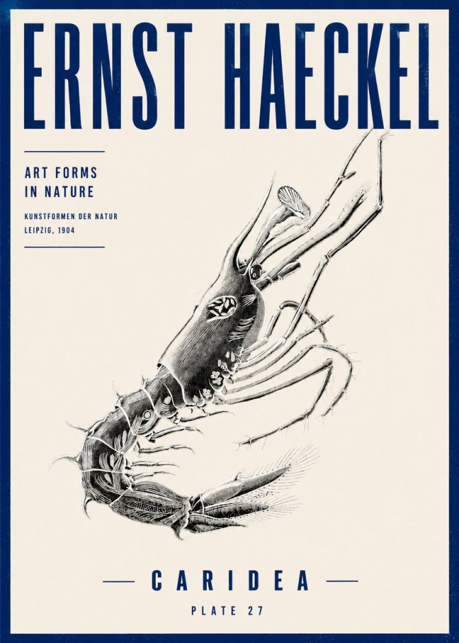 Ernst Haeckel Caridea Plate 27 No4 - Juliste