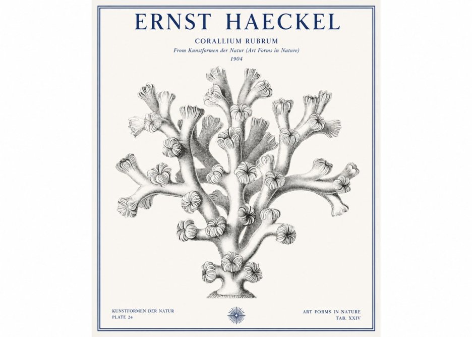 Ernst Haeckel Corallium Rubrum II No1 - Juliste