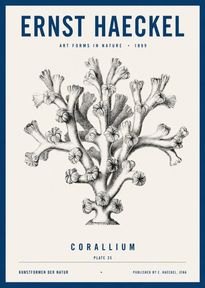Ernst Haeckel Corallium Rubrum II No4 - Juliste