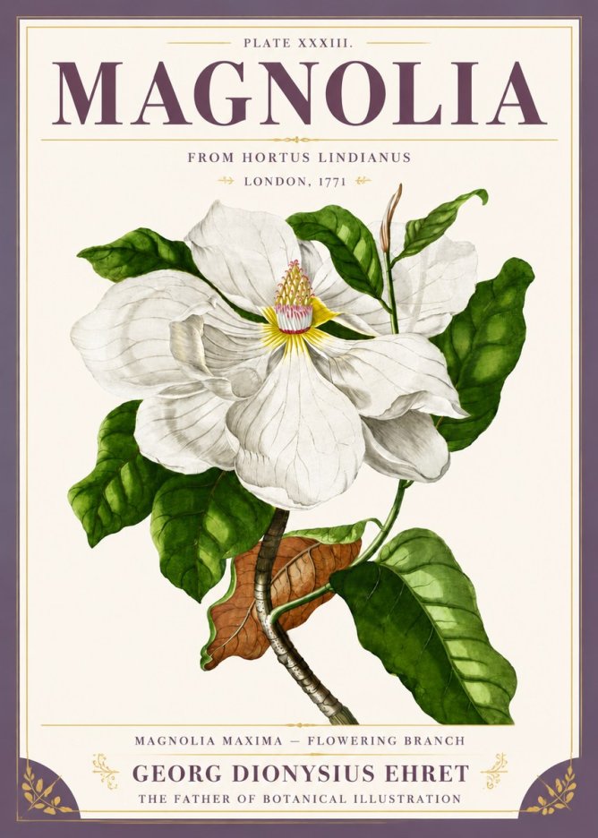 Georg Dionysius Ehret Magnolia Maxima - Flowering Branch No5 - Juliste