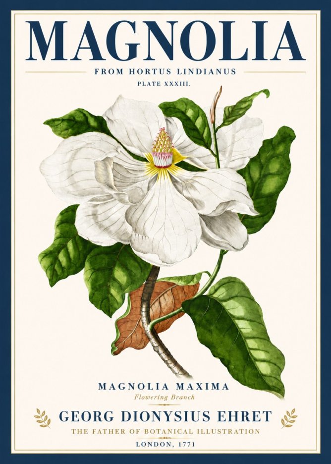 Georg Dionysius Ehret Magnolia Maxima - Flowering Branch No6 - Juliste
