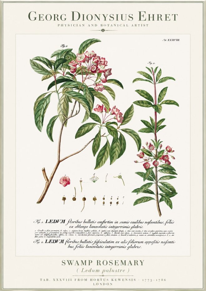 Georg Dionysius Ehret Swamp Rosemary (Ledum Palustre) No1 - Juliste