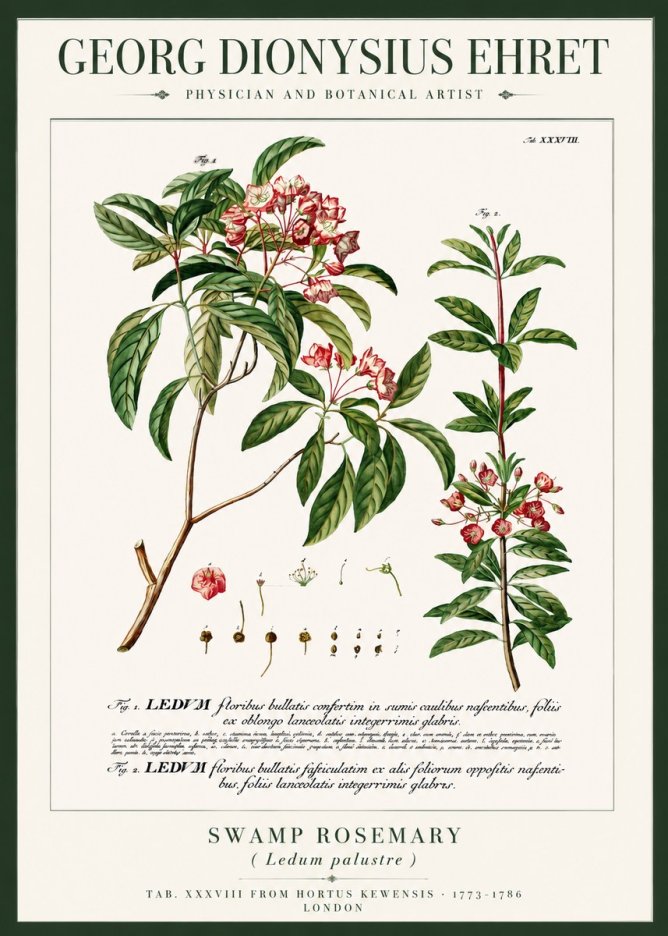 Georg Dionysius Ehret Swamp Rosemary (Ledum Palustre) No3 - Juliste