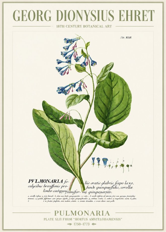 Georg Dionysius Ehret Pulmonaria No4 - Juliste