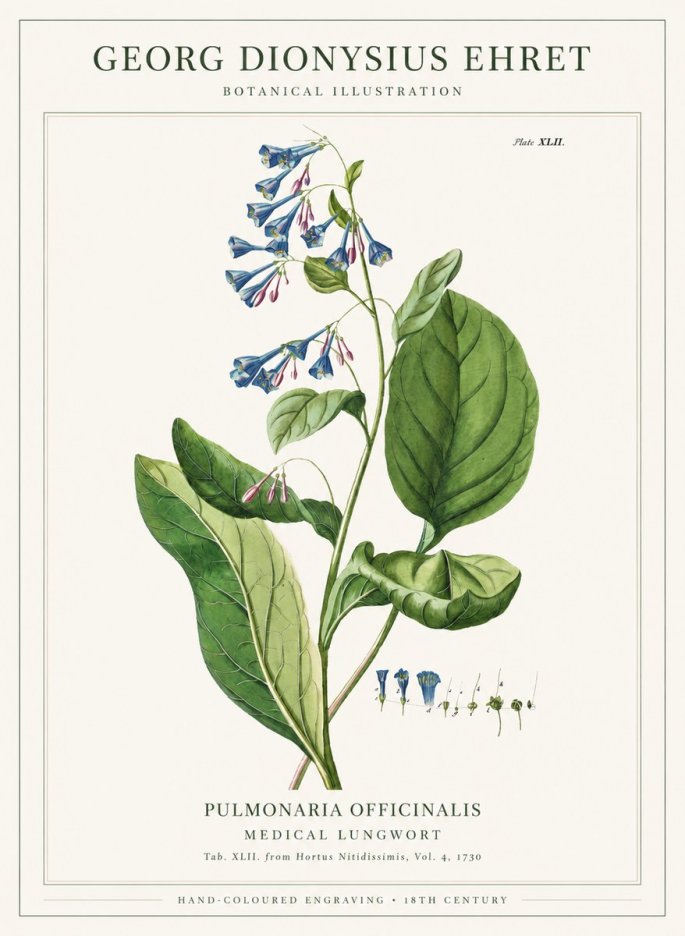 Georg Dionysius Ehret Pulmonaria No6 - Juliste