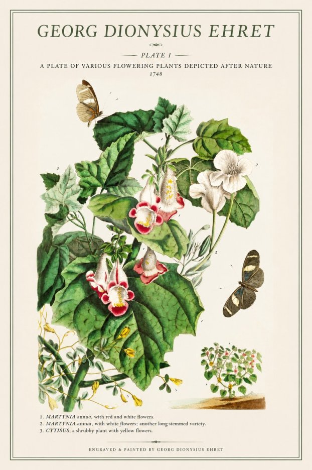 Georg Dionysius Ehret A Plate of Various Flowering Plants Depicted After Nature 1748 No1 - Juliste