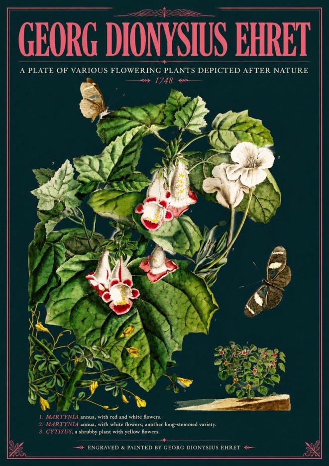 Georg Dionysius Ehret A Plate of Various Flowering Plants Depicted After Nature 1748 No6 - Juliste