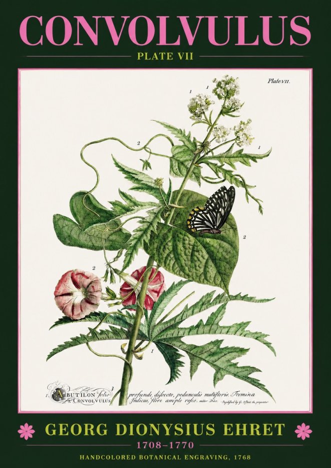 Georg Dionysius Ehret Convolvulus - Plate Vii No2 - Juliste