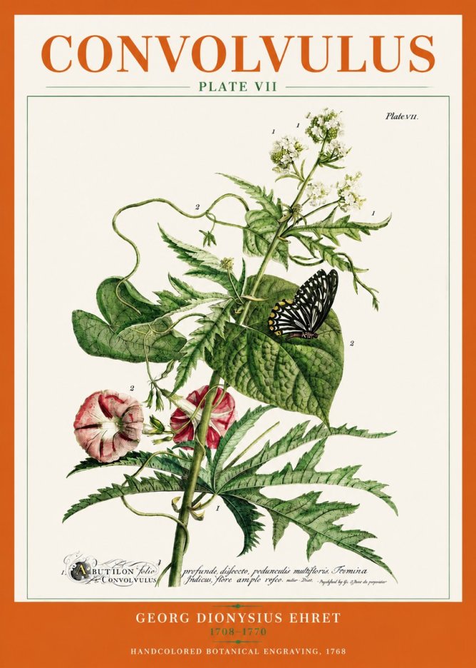 Georg Dionysius Ehret Convolvulus - Plate Vii No3 - Juliste