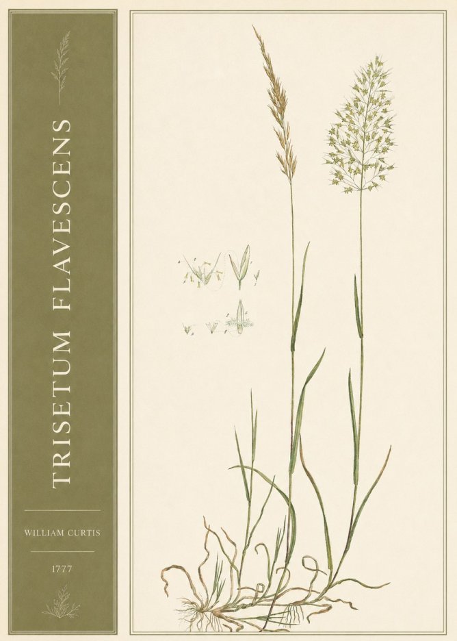 William Curtis Trisetum Flavescens I No2 - Juliste