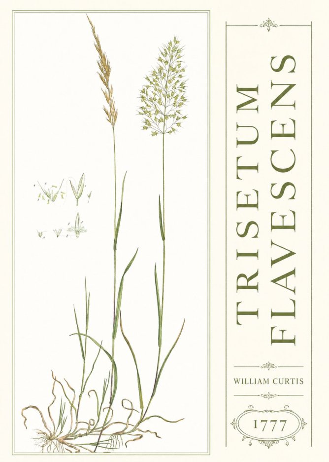 William Curtis Trisetum Flavescens I No3 - Juliste