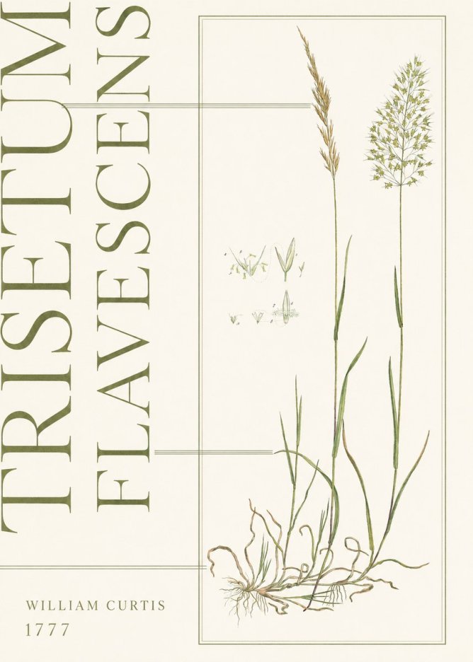 William Curtis Trisetum Flavescens I No5 - Juliste