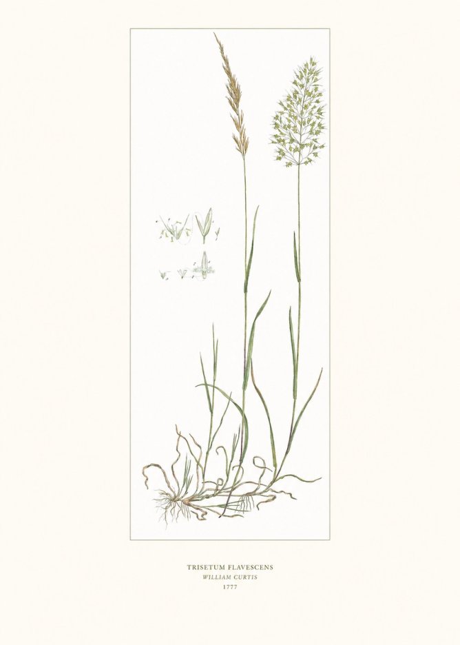 William Curtis Trisetum Flavescens I No6 - Juliste