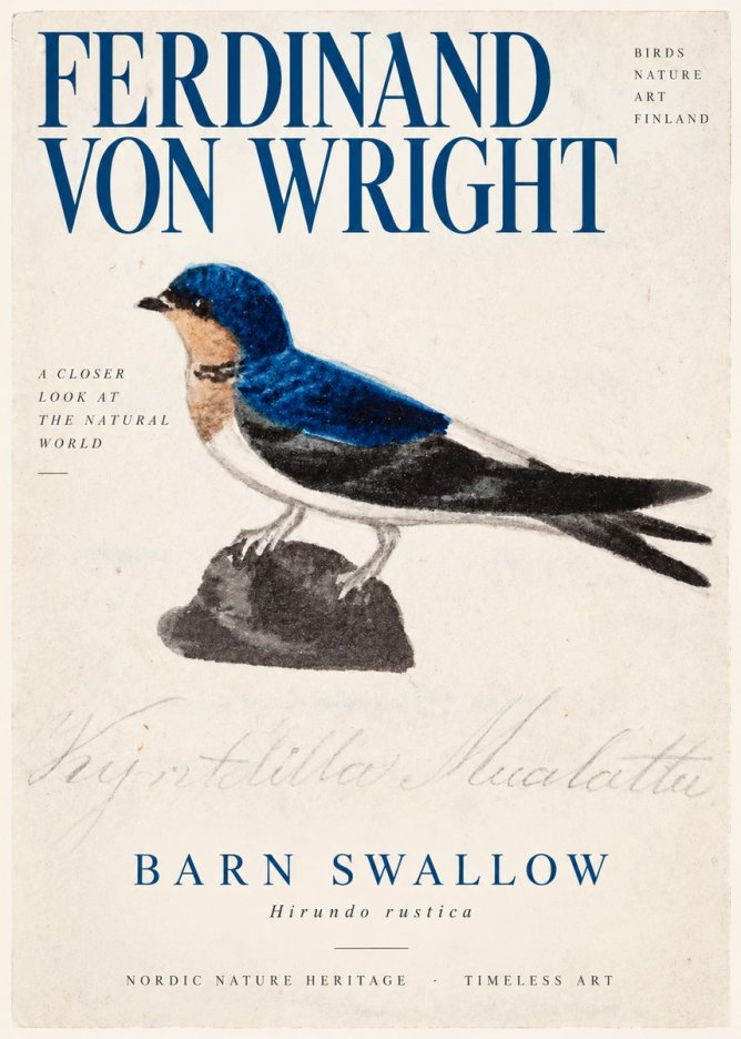 Ferdinand von Wright Swallow (Hirundo Rustica) No3 - Juliste