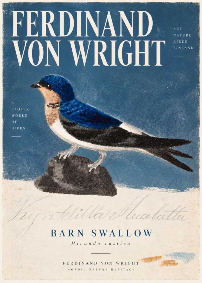 Ferdinand von Wright Swallow (Hirundo Rustica) No6 - Juliste