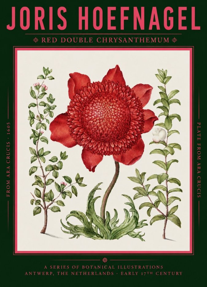 Joris Hoefnagel Red Double Chrysanthemum No2 - Juliste