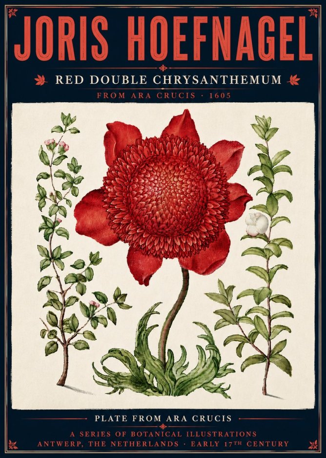 Joris Hoefnagel Red Double Chrysanthemum No6 - Juliste