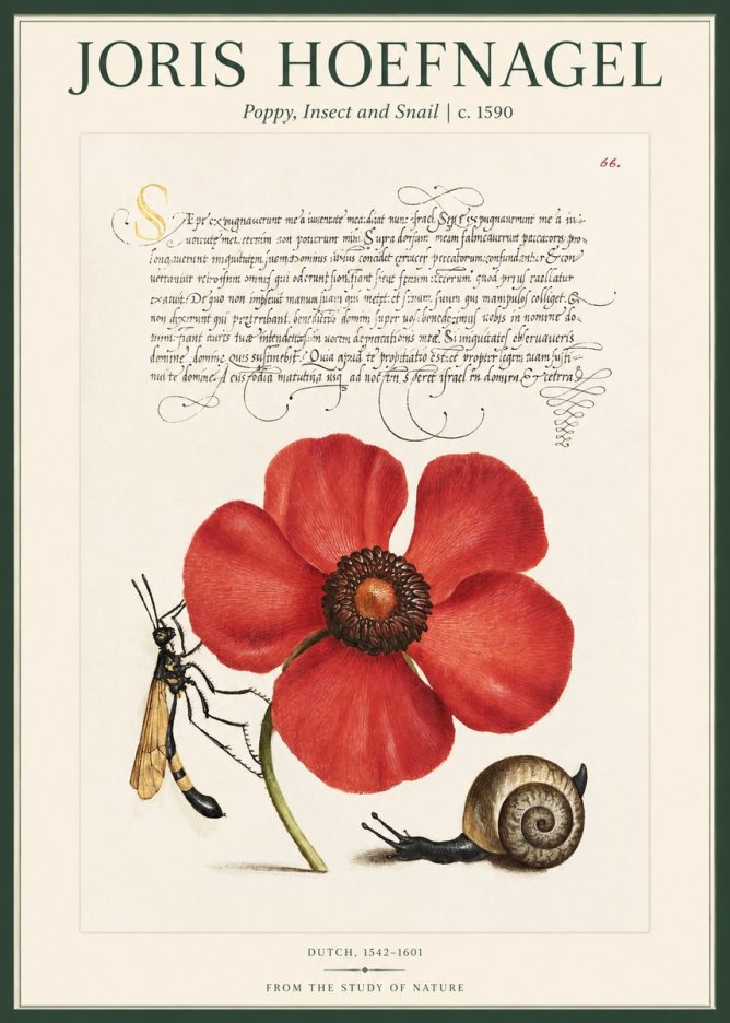 Joris Hoefnagel Poppy, Wasp & Snail No2 - Juliste