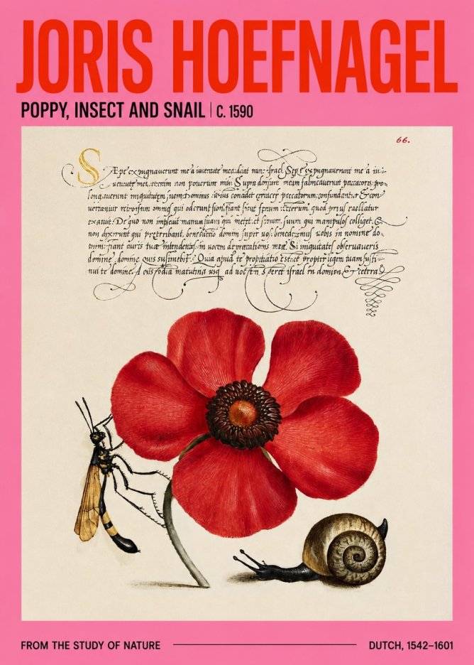 Joris Hoefnagel Poppy, Wasp & Snail No4 - Juliste