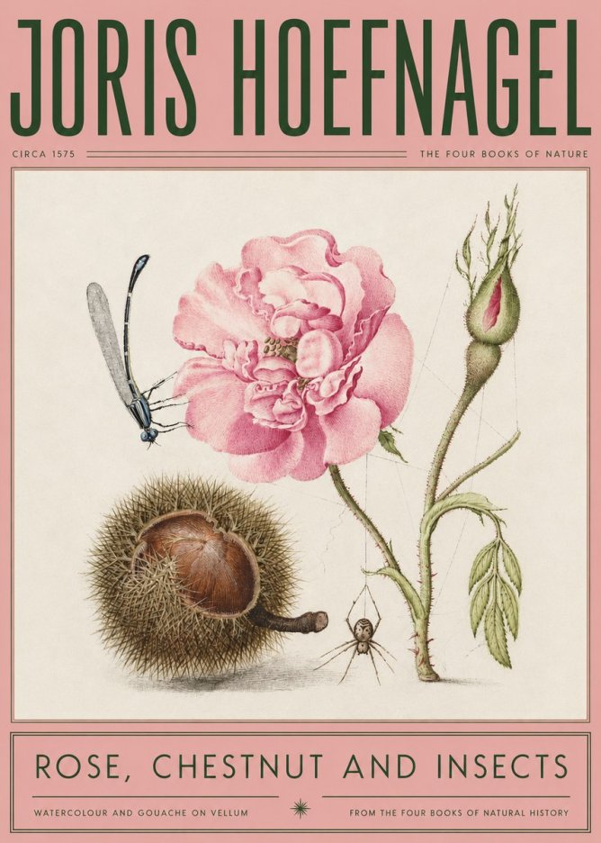 Joris Hoefnagel Rose, Chestnut and Insects No2 - Juliste