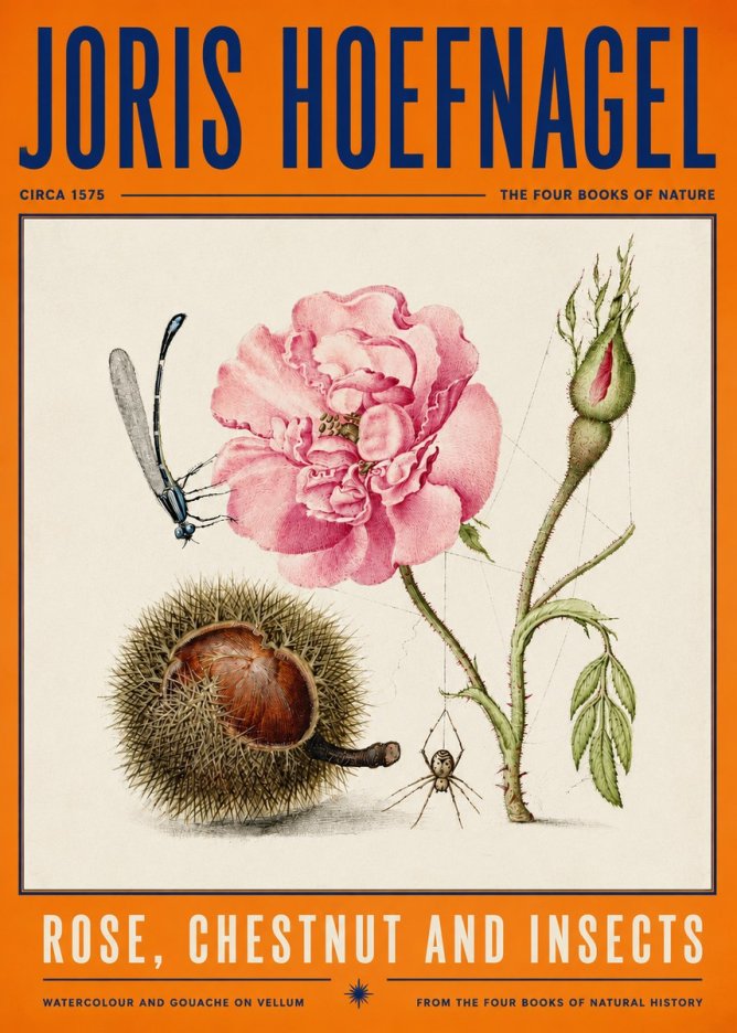 Joris Hoefnagel Rose, Chestnut and Insects No4 - Juliste