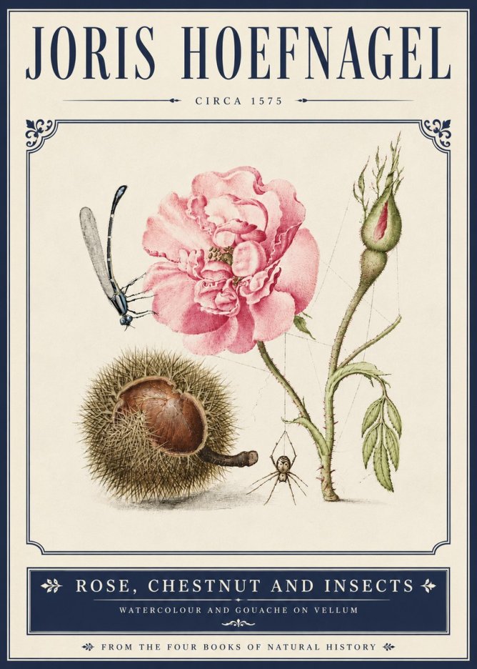 Joris Hoefnagel Rose, Chestnut and Insects No5 - Juliste