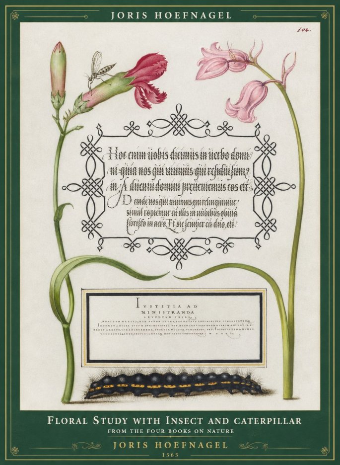 Joris Hoefnagel Floral Study with Insect and Caterpillar No1 - Juliste