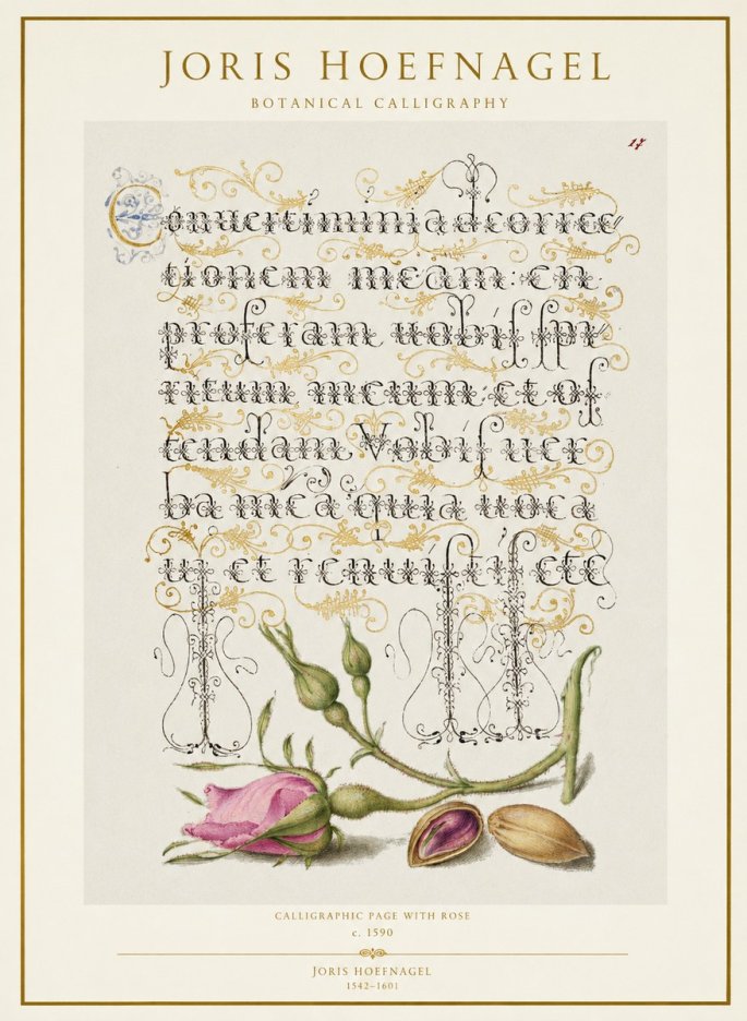 Joris Hoefnagel Calligraphic Page with Rose No1 - Juliste