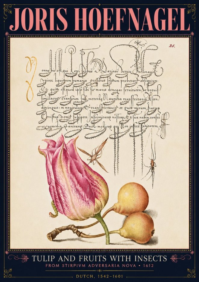 Joris Hoefnagel Tulip and Fruits with Insects No4 - Juliste