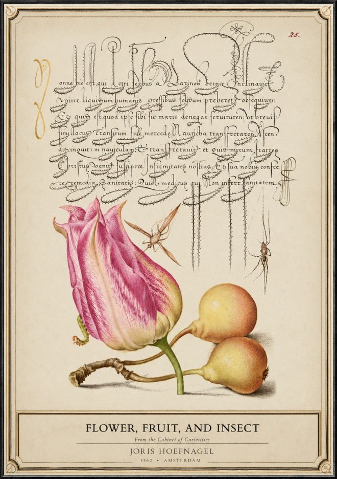 Joris Hoefnagel Tulip and Fruits with Insects No6 - Juliste