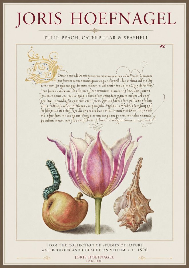Joris Hoefnagel Tulip, Peach, Caterpillar & Seashell No1 - Juliste