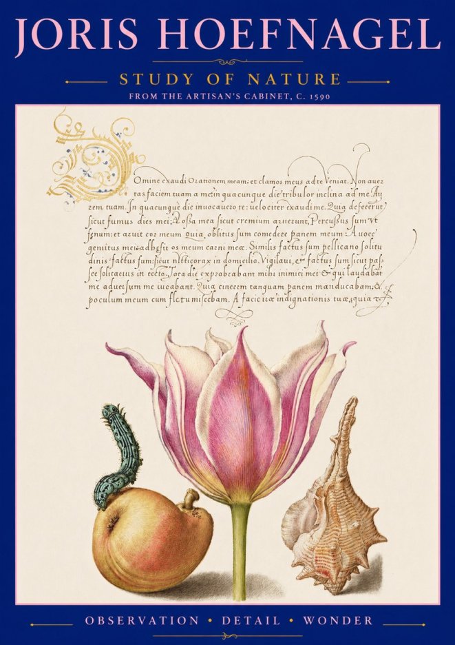 Joris Hoefnagel Tulip, Peach, Caterpillar & Seashell No3 - Juliste