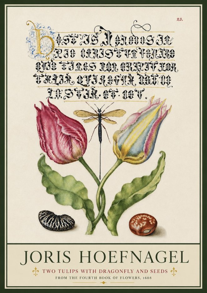Joris Hoefnagel Two Tulips with Dragonfly and Seeds No3 - Juliste
