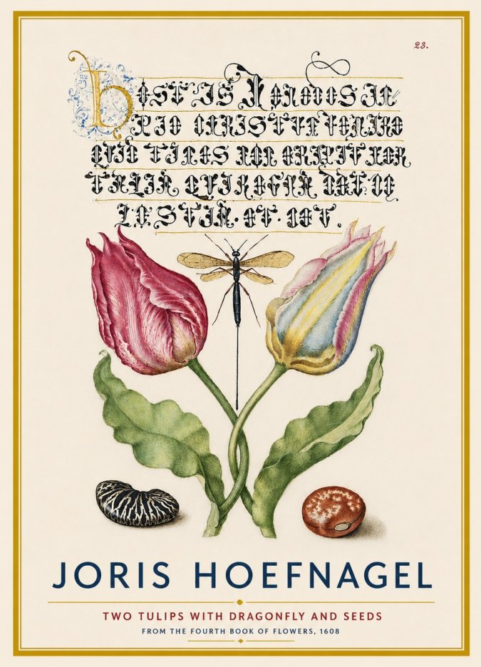 Joris Hoefnagel Two Tulips with Dragonfly and Seeds No4 - Juliste