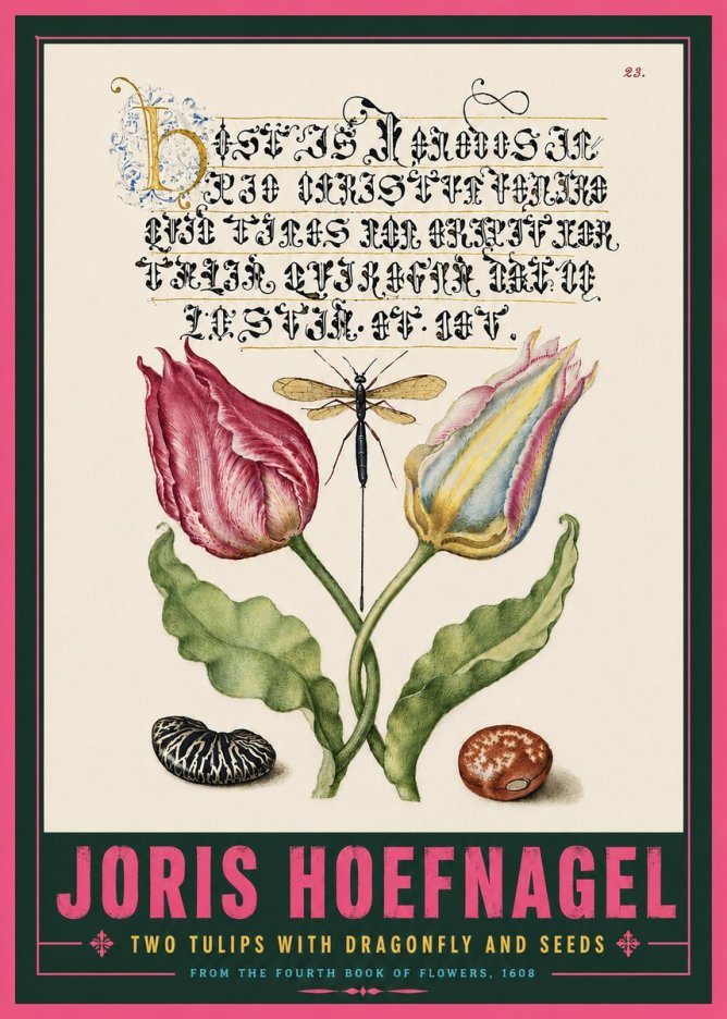 Joris Hoefnagel Two Tulips with Dragonfly and Seeds No5 - Juliste