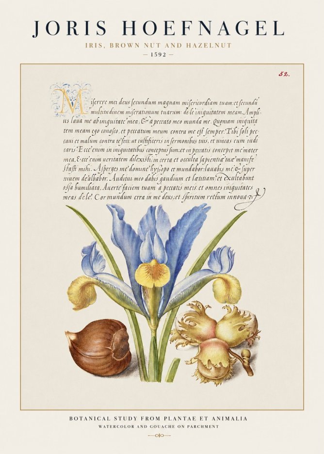 Joris Hoefnagel Iris, Brown Nut and Hazelnut No1 - Juliste