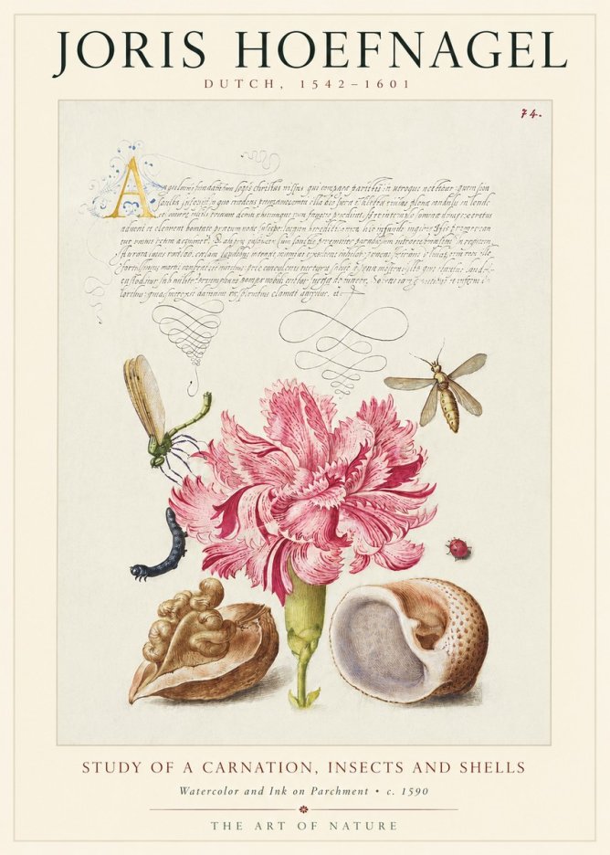 Joris Hoefnagel Study of a Carnation, Insects and Shells No1 - Juliste