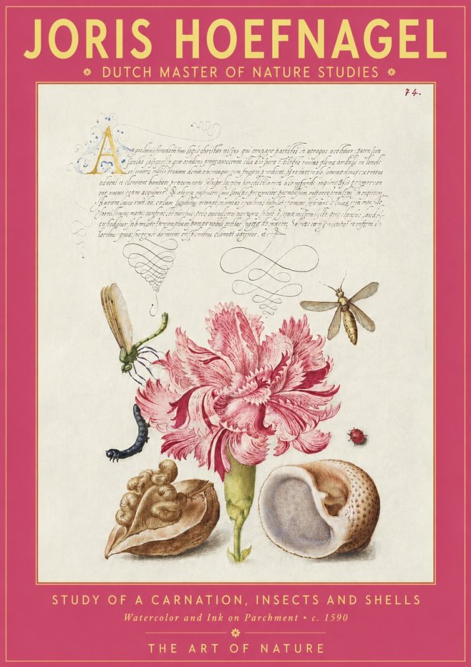 Joris Hoefnagel Study of a Carnation, Insects and Shells No2 - Juliste