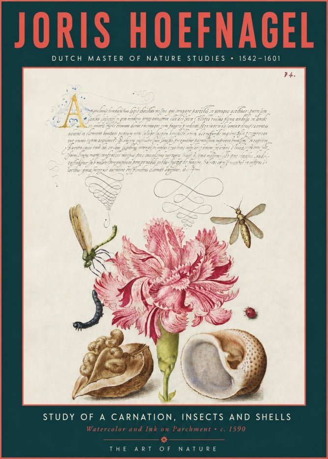 Joris Hoefnagel Study of a Carnation, Insects and Shells No3 - Juliste