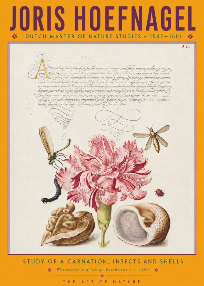 Joris Hoefnagel Study of a Carnation, Insects and Shells No4 - Juliste