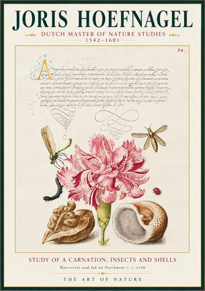 Joris Hoefnagel Study of a Carnation, Insects and Shells No5 - Juliste