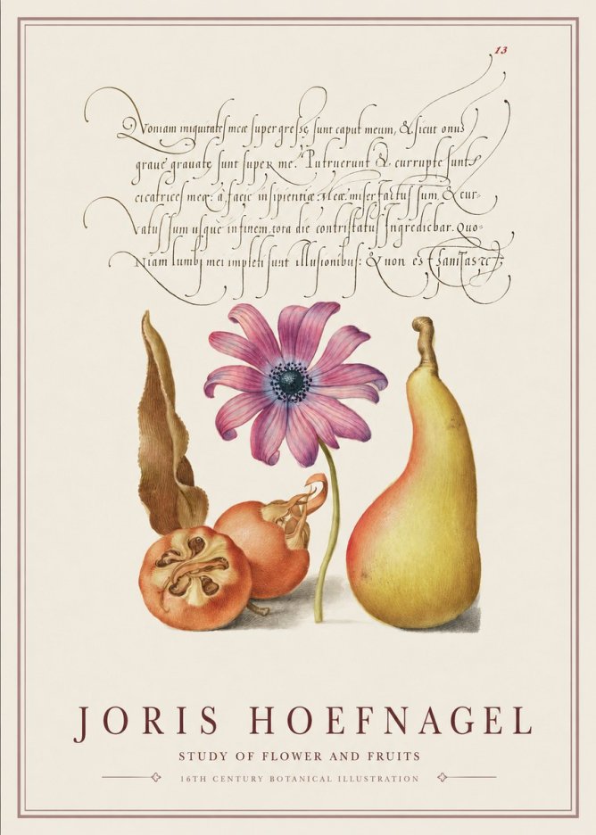 Joris Hoefnagel Study of Flower and Fruits No1 - Juliste