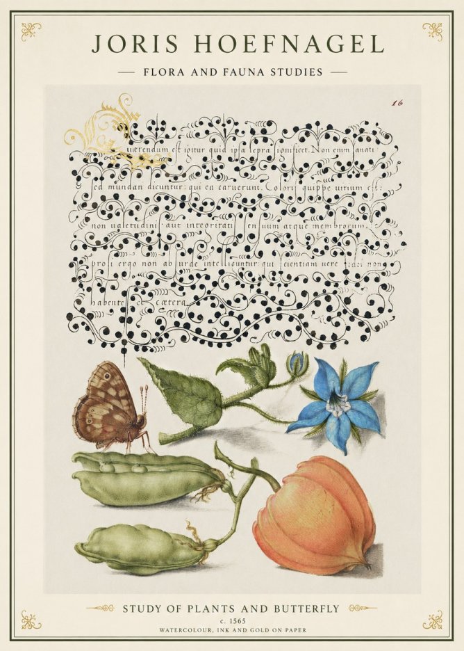 Joris Hoefnagel Study of Plants and Butterfly No1 - Juliste