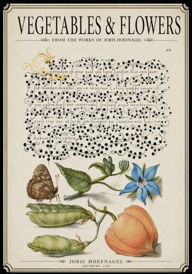 Joris Hoefnagel Study of Plants and Butterfly No3 - Juliste