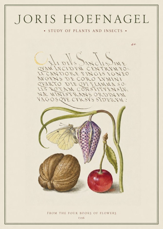 Joris Hoefnagel Study of Plants and Insects No1 - Juliste