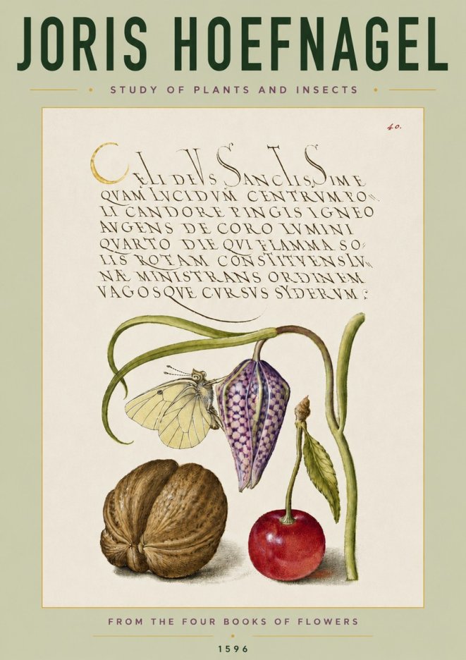 Joris Hoefnagel Study of Plants and Insects No4 - Juliste