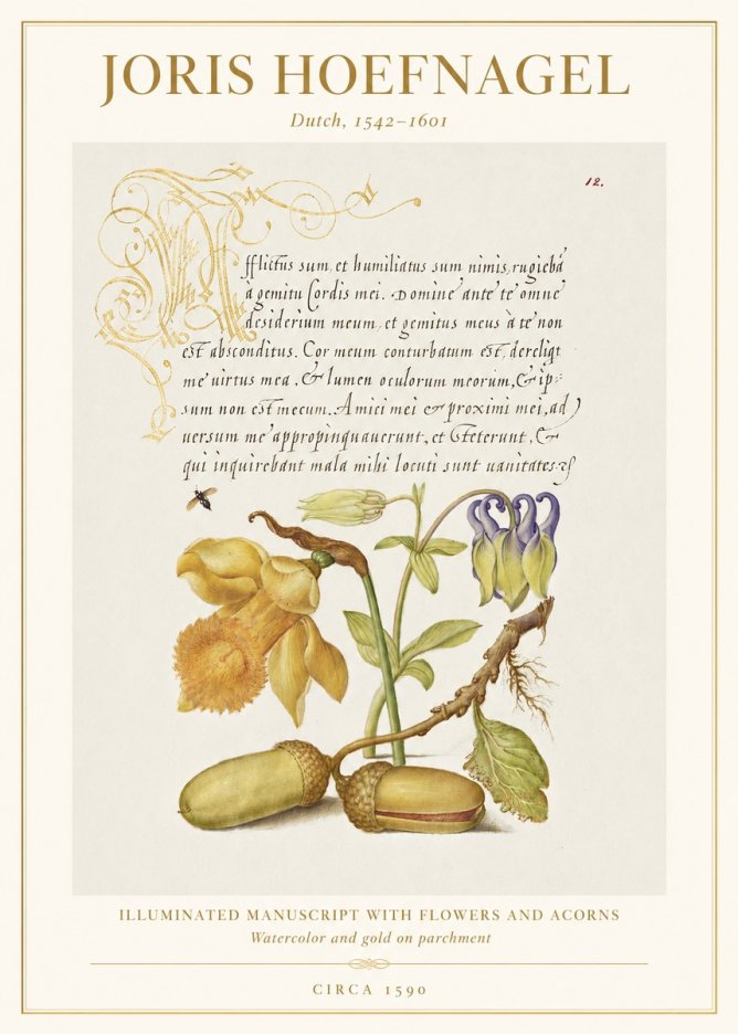 Joris Hoefnagel Illuminated Manuscript with Flowers and Acorns No1 - Juliste