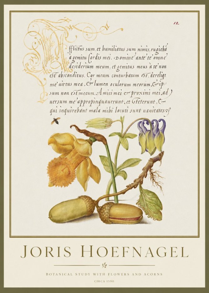 Joris Hoefnagel Illuminated Manuscript with Flowers and Acorns No2 - Juliste