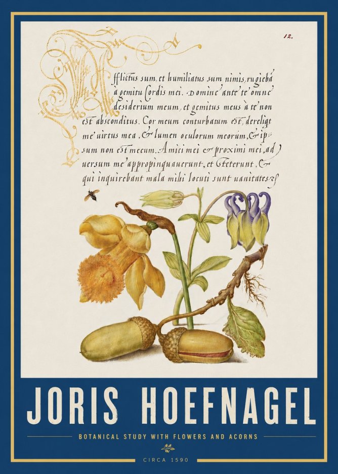 Joris Hoefnagel Illuminated Manuscript with Flowers and Acorns No4 - Juliste