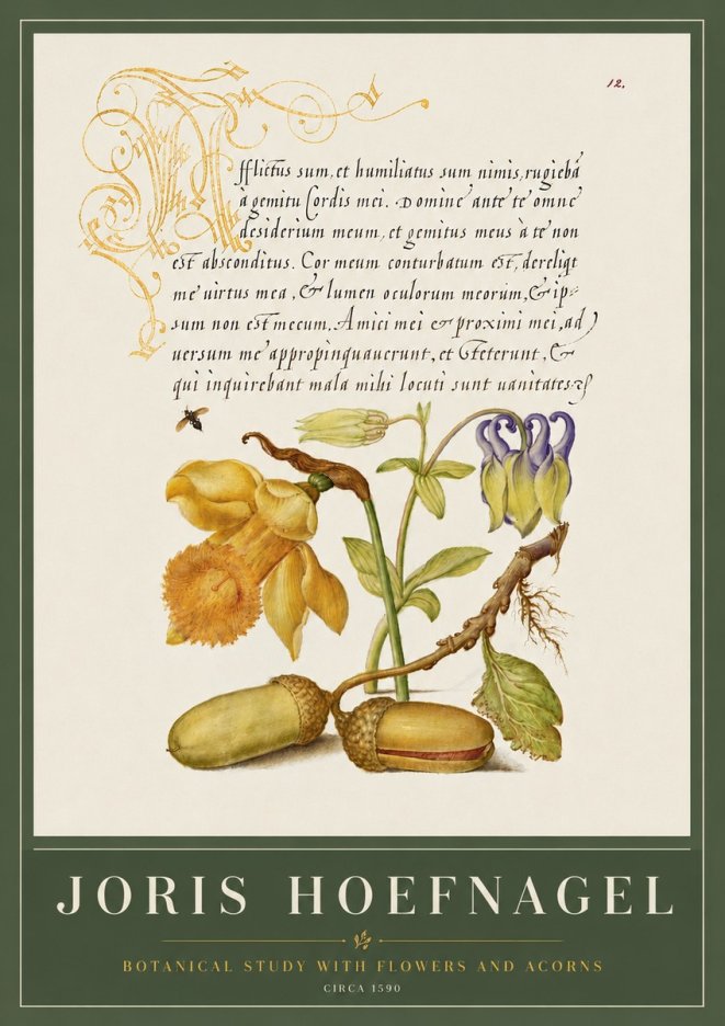 Joris Hoefnagel Illuminated Manuscript with Flowers and Acorns No6 - Juliste